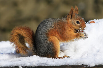 Naklejka na ściany i meble squirrel eating nut in nature 