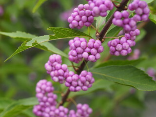 秋　ムラサキシキブの実