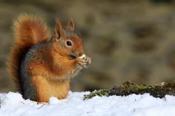 Naklejka na ściany i meble squirrel eating nut in nature 