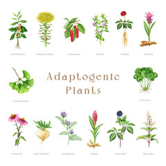 Adaptogenic plants and herbs painted set. Watercolor botanical illustration. Hand drawn medicinal different plant collection. Gotu kola, tulsi, astragalus, echinacea herb elements. White background