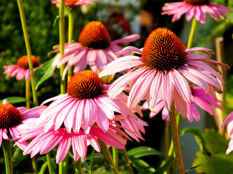 Pink and Orange flowers in the garden in the summer