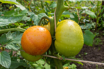 Close-up of ripening juicy organic tomatoes in a greenhouse