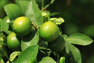 Green lemons ripening on tree, organic cultivation