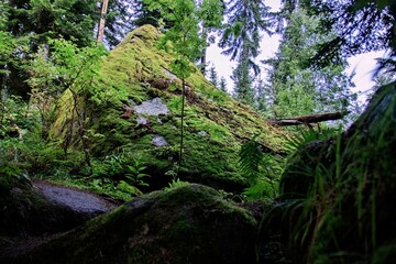 A pathway in national park Sumava surrounded by large stones in deep forest near Stozec, Czech republic