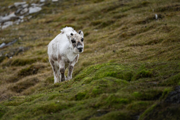 Obraz premium Young Svalbard Reindeer walking on a green grass in summer time.