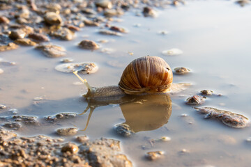 Large snail crawling through the mud in a puddle on a country road © 40iNastya