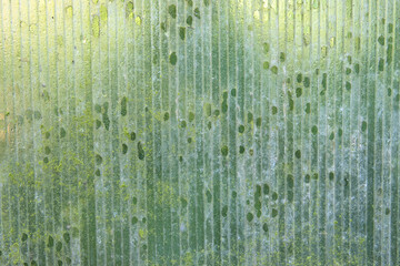 Close-up of a greenhouse wall made of old worn out dirty polycarbonate. Close up of old roof full...