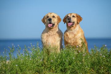 two happy wet golden retriever dogs posing on the beach