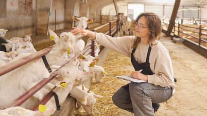 Young female farm owner with tablet checking cute goats at domestic farm. Vet taking care of farm...