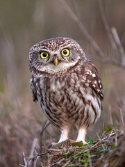 Little owl (Athene noctua) in natural habitat.