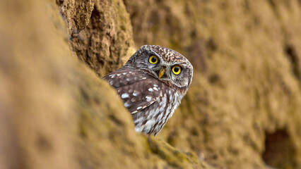 Little owl (Athene noctua) in natural habitat.