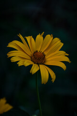 yellow flower on a black background