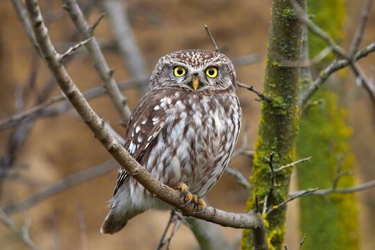Little owl (Athene noctua) in natural habitat.