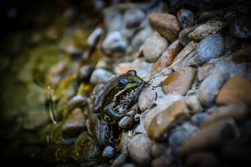 frog in the pond