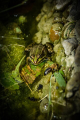 frog in the pond
