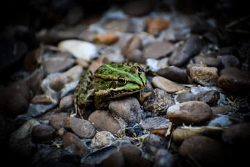 frog on the leaf