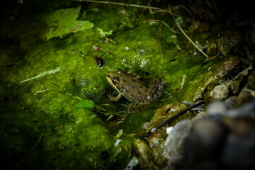 frog in the pond
