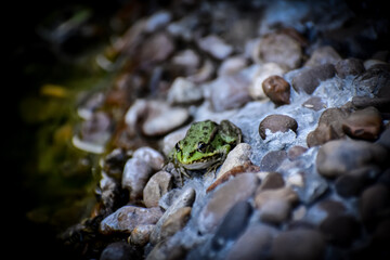 frog on the rocks