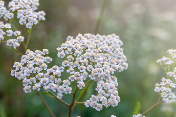 Yarrow Achillea millefolium. Small white flowers close up. Medicinal medical wild natural herbs. Floral background