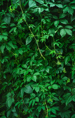 Obraz premium green natural background, vertical frame, green leaves wallpaper