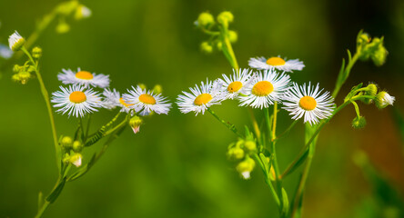 closeup wild flowers in prairie, beautiful outdoor natural background