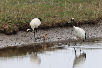 red-crowned crane (Grus japonensis) with chicks, wildlife Hokkaido Japan