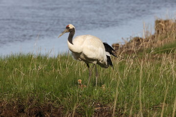 Obraz premium red-crowned crane (Grus japonensis) with chicks, wildlife Hokkaido Japan