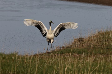 red-crowned crane (Grus japonensis) with chicks, wildlife Hokkaido Japan