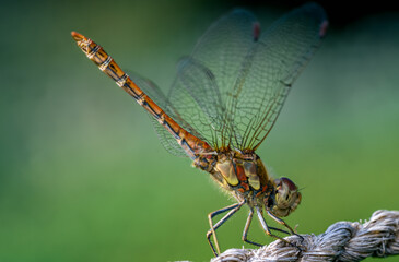 Common darter (Sympetrum striolatum) male, 
dragonfly