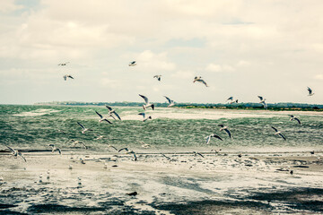 seagulls flying over the sea. flock of seagulls
