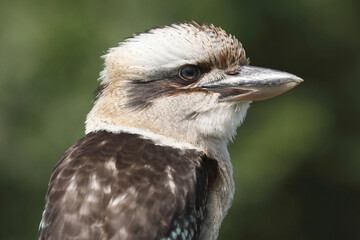 A portrait of a Laughing Kookaburra against a green background
