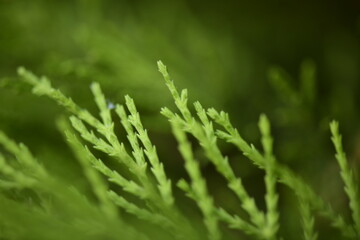 leaves of a pine tree