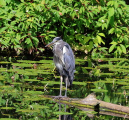 Grey Heron standing on a floating log