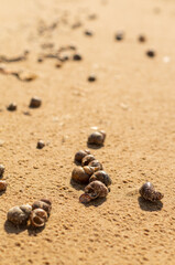 Small shells lying on the sandy seashore