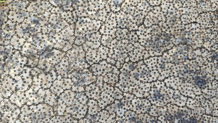 Fresh Slice of palm tree trunk in Palermo, Sicily, Italy. Background texture. Photo of the palm tree cut, surface, texture