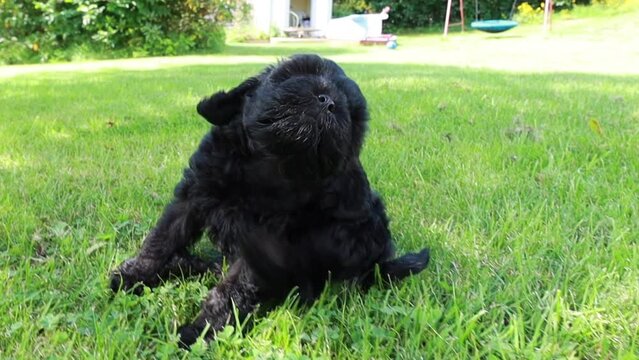 small black cavapoo puppy scratching it self on grass