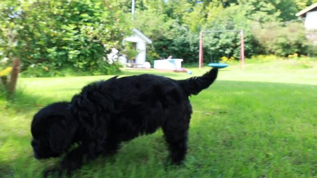 small black cavapoo puppy walking on grass
