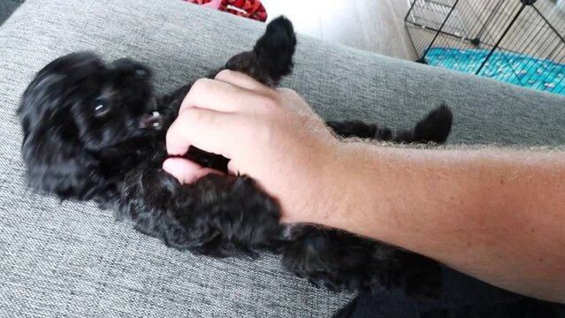 small black cavapoo puppy playing with owner