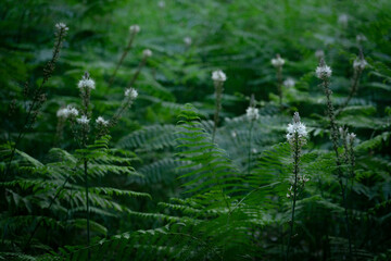 white wildflowers in undergrowth of the forest