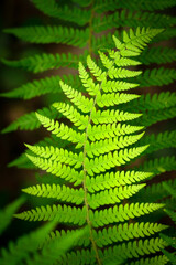 Detail of green fern plant in nature with dark background