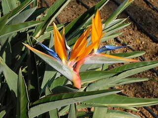 Beautiful crane flowers, or bird of paradise, or strelitzia reginae