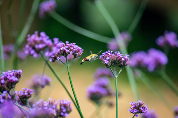 Butterfly are flying and sucking nectar from verbena flowers.