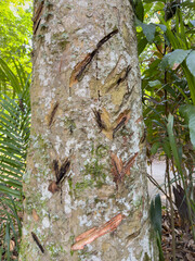 Hevea brasiliensis also called rubber tree, sharinga tree, seringueira, or or rubber plant. Lush flora at the Fonseca Botanical Garden in Niterói, Rio de Janeiro, Brazil.