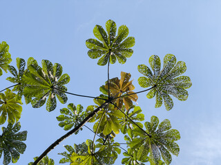 Leaves pierced by ants are typical of Cecropia in contrast to blue sky, also called embauba, yarumo or yagrumo located in Jardim Botânico Niterói Fonseca, Rio de Janeiro, Brazil.