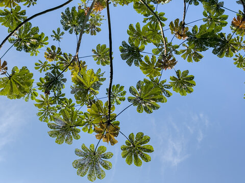 Leaves pierced by ants are typical of Cecropia in contrast to blue sky, also called embauba, yarumo or yagrumo located in Jardim Bot&acirc;nico Niter&oacute;i Fonseca, Rio de Janeiro, Brazil.
