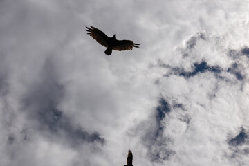 California Condor (Gymnogyps californianus) flying over South Rim of Grand Canyon National Park, Arizona, USA. Bird with spreading wings in glide flight mode. Freedom in the wilderness. Wild animals
