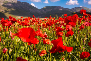 Red poppy flowers blooming on summer meadow in mountains