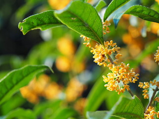 秋の花　キンモクセイ