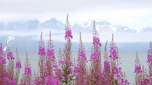 Field with pink flowers on a Summer day in norway. Nature background. Slow motion video.