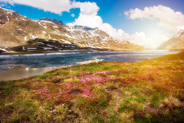 Fototapeta na wymiar Frozen lake in Switzerland in spring with pink flowers, swiss alps landscape